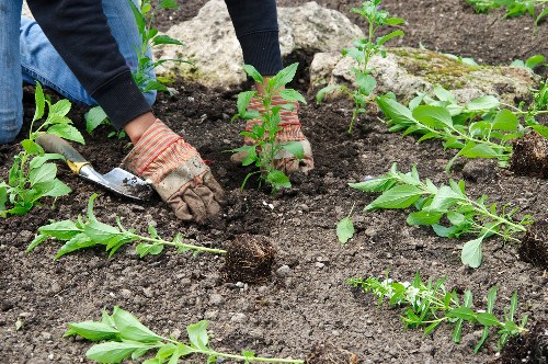 Professional gardening team at work in Elephant and Castle